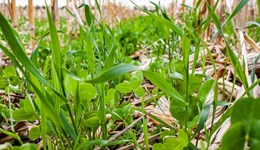 Grazing management of multi-species swards